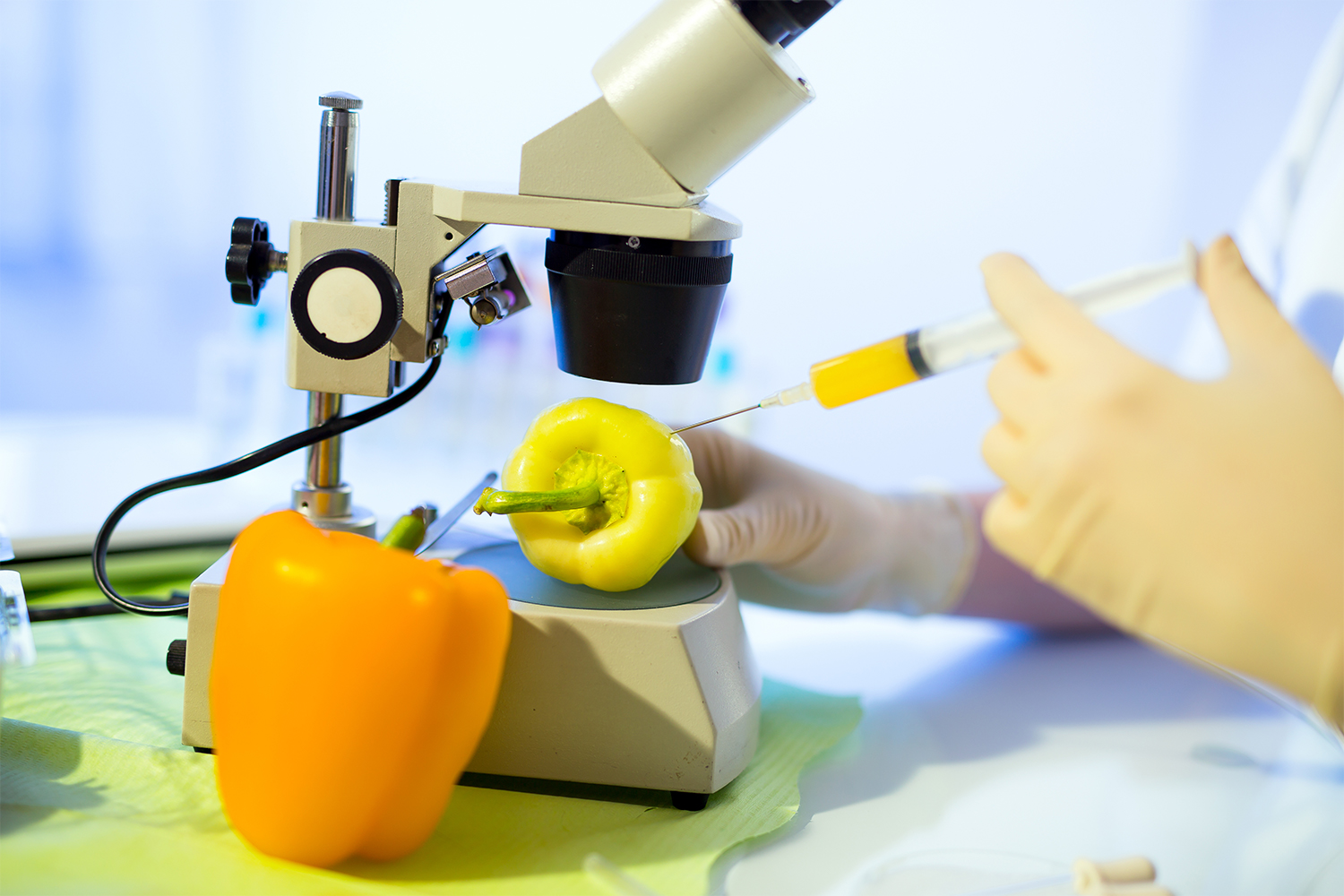 Genetically-modified bell peppers under a microscope, getting stuck with a syringe