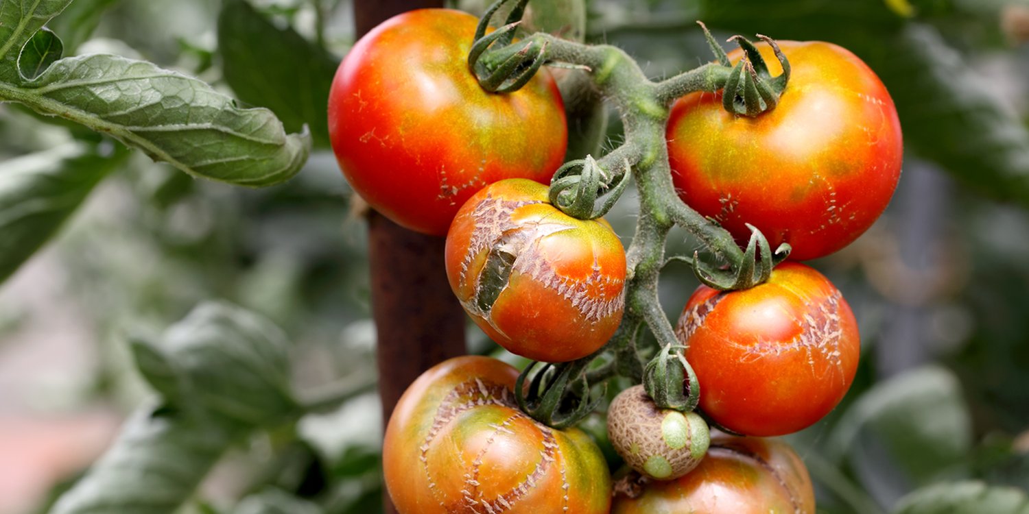 A tomato plant withering