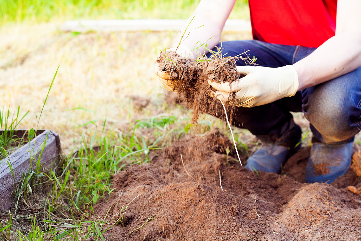 An urban farmer harvesting from a lawn garden
