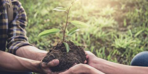 Farmers hands passing a young seedling in earth to be planted.