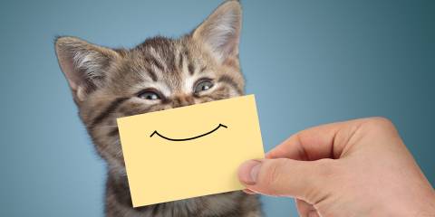 someone holding a cartoon smile over a cat's chin