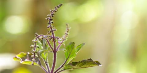 Holy Basil