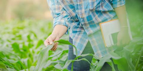 a man in a field inspecting the organic produce