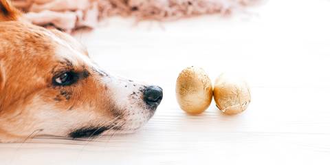 a dog being tempted by chocolate sitting around