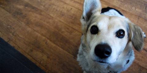 A dog with one ear perked, as if listening to its owner