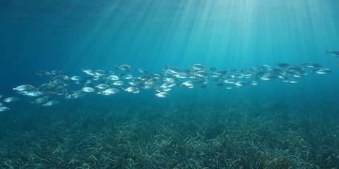 fish swimming under the sea