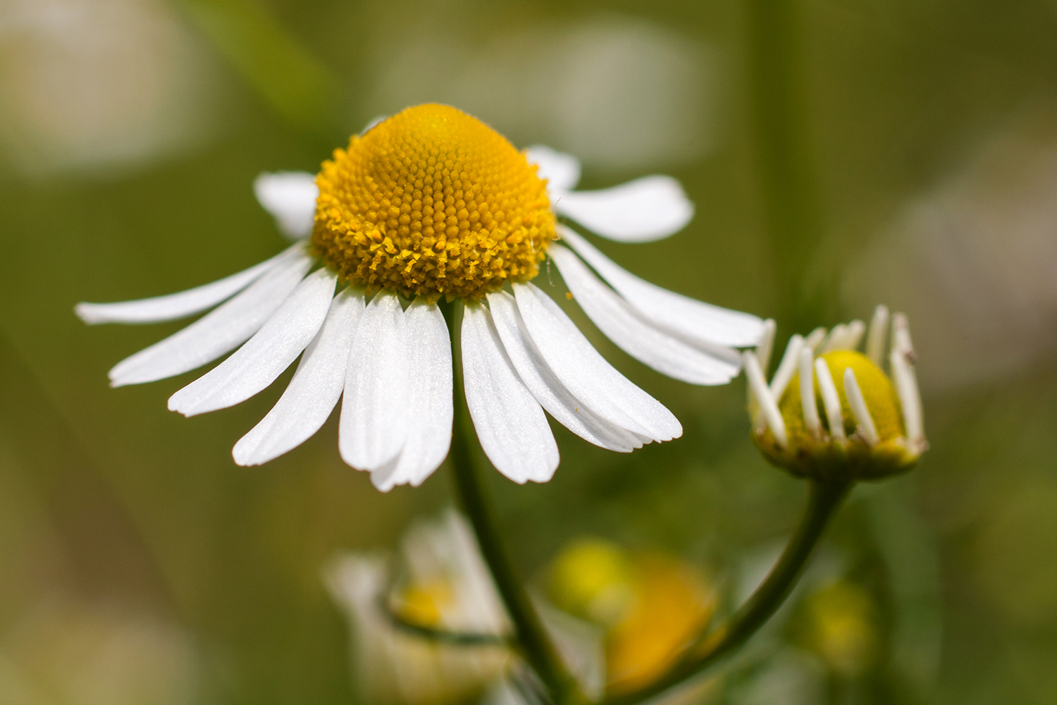 German chamomile growing in the wild