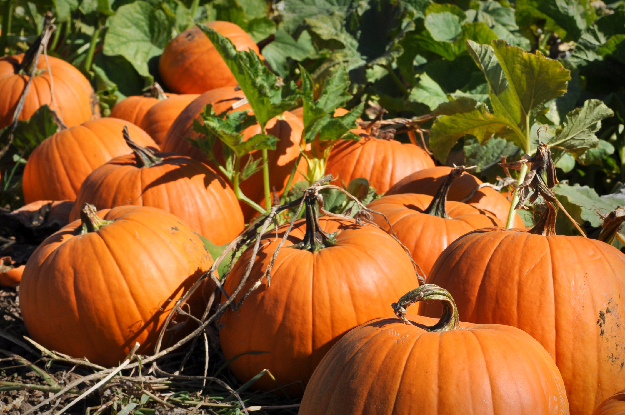 Pumpkins in a garden. 